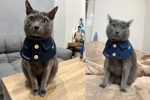 貓奴集合了！全家「貓之日」萌翻登場 巨貓現身、貓咪制服、黃金熱貓一次看