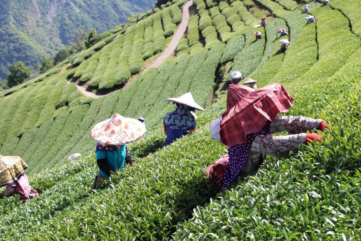 南投手採茶葉品牌,孕育出台灣青心烏龍茶獨有的清香與回甘(圖/Medick Marketing Ltd.提供)