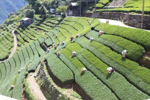 南投高山茶葉怎麼挑？茶農用「直售＋體驗」把茶園故事帶到你手上