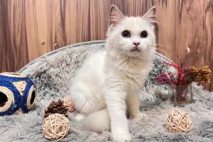 台中潭子合法貓舍 專業飼養TICA認證純種英短與布偶貓