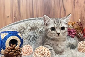 台中潭子合法貓舍 專業飼養TICA認證純種英短與布偶貓