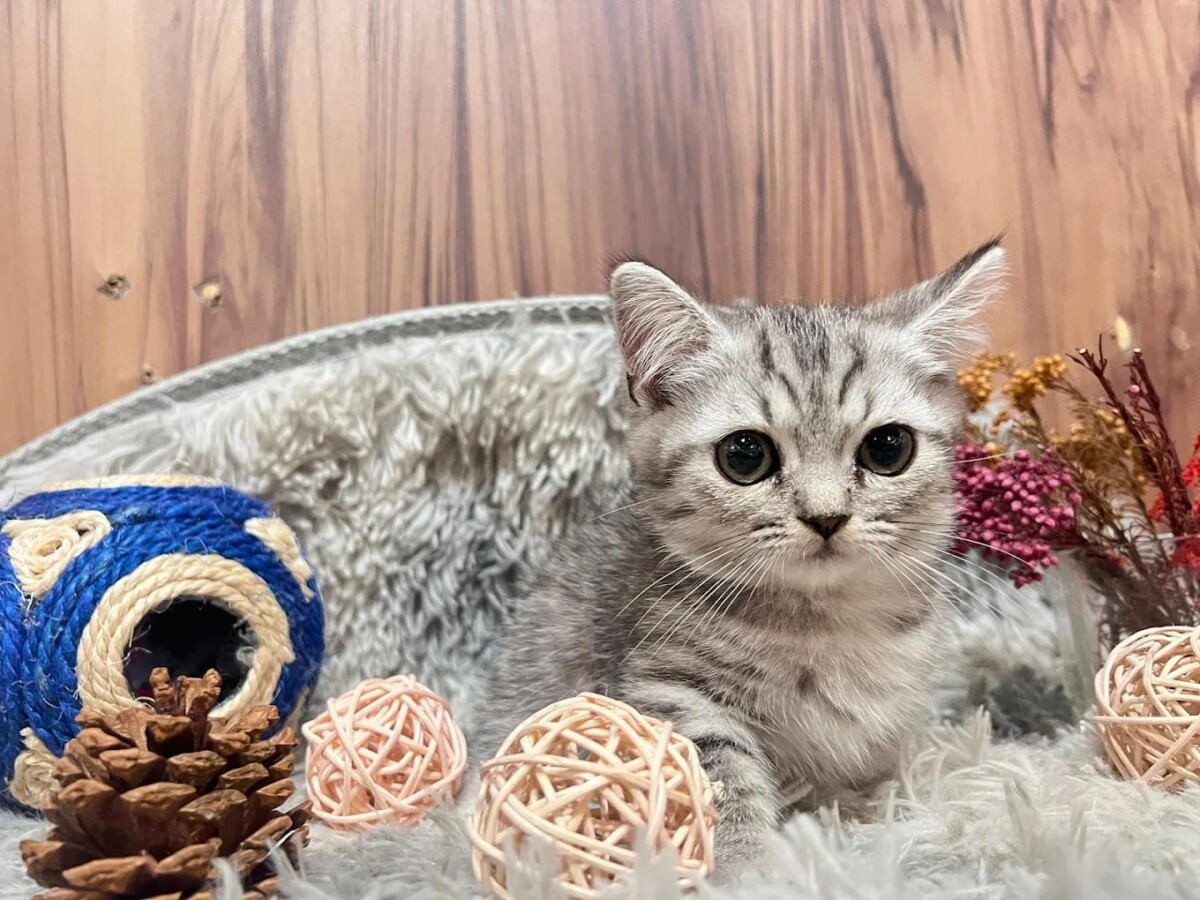 台中潭子合法貓舍 專業飼養TICA認證純種英短與布偶貓