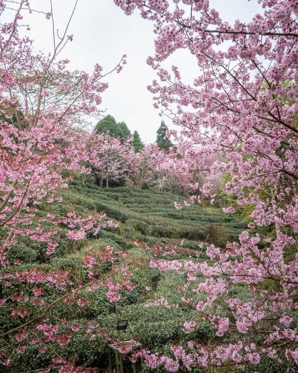 2025全台賞櫻景點｜山上人家森林農場