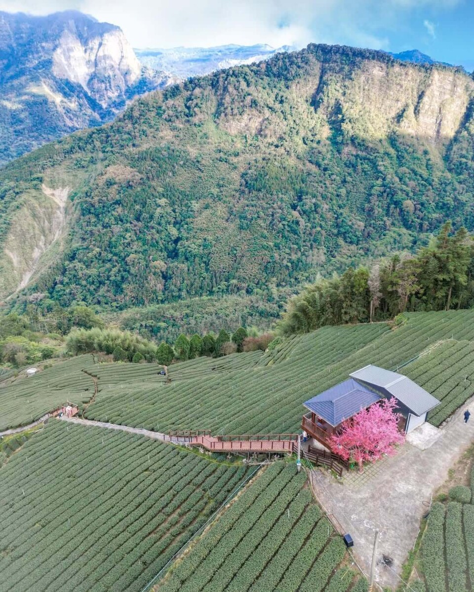 2025全台賞櫻景點｜巃仔尾步道