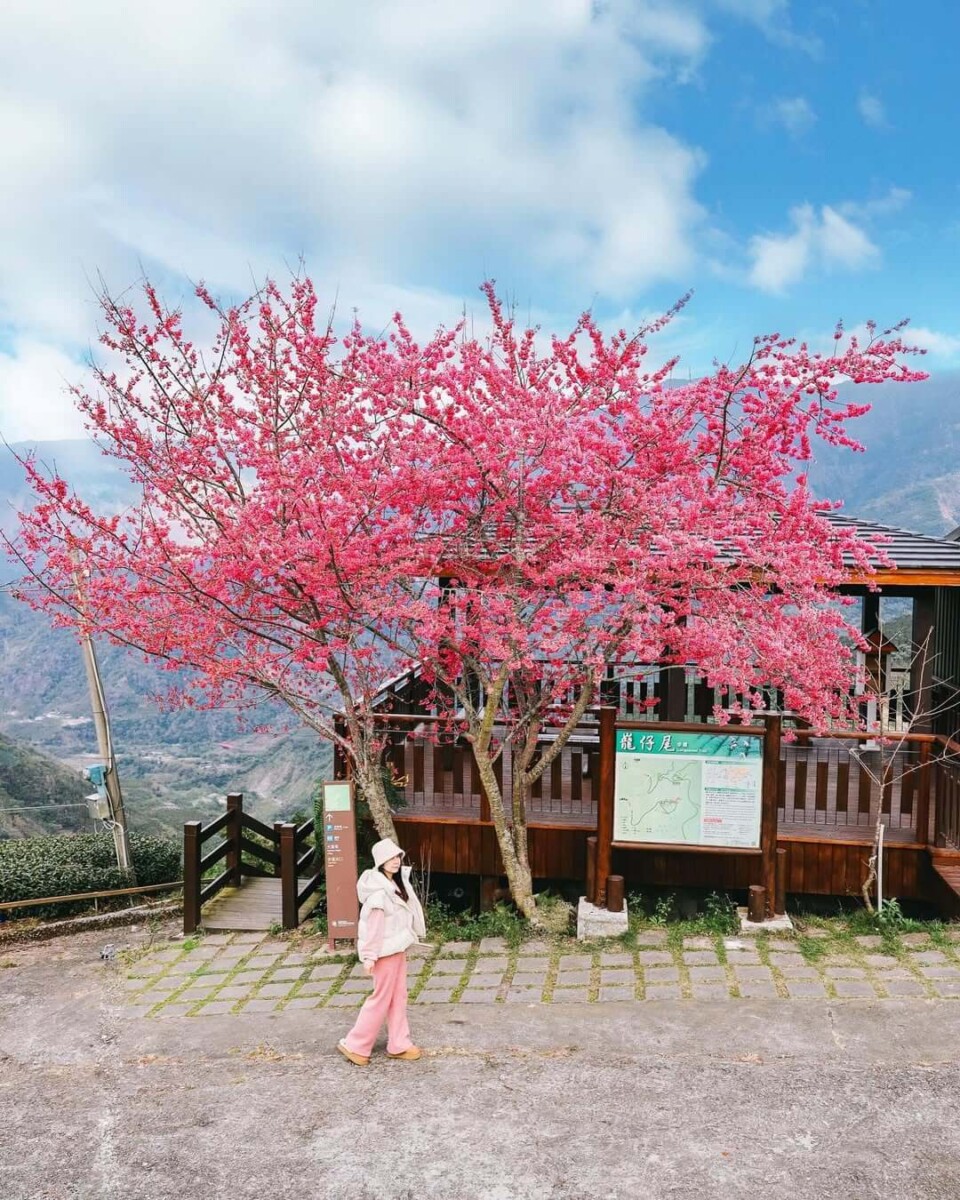 2025全台賞櫻景點｜巃仔尾步道