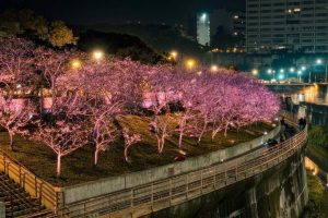 2026全台賞櫻景點｜前進如夢似幻樂活公園、石壁風景區 見證粉紅爆擊