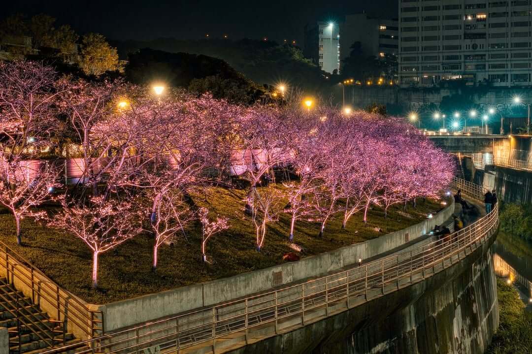2026全台賞櫻景點｜前進如夢似幻樂活公園、石壁風景區 見證粉紅爆擊
