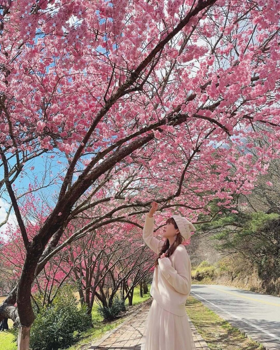 2025全台賞櫻景點｜武陵農場