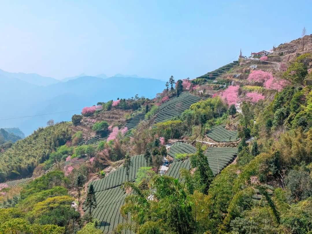 2025全台賞櫻景點｜石壁風景區