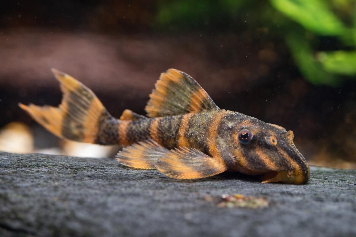 觀賞魚蝦批發零售首選,合格繁殖、嚴格把關健康來源,適合初學者與專業玩家入手(圖/Medick Marketing Ltd.提供)