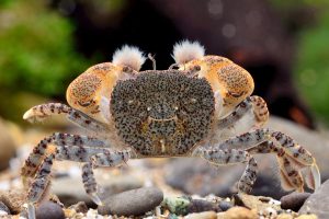 水族界平價精品 《洪色水族》提供健康活體安心入手優質平台