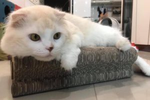 耐抓貓抓板推薦 結構穩定、掉屑少 用得更安心更長久