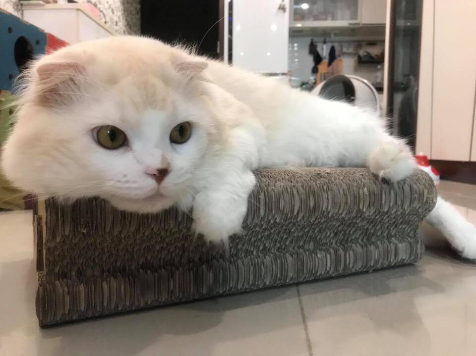 耐抓貓抓板推薦 結構穩定、掉屑少 用得更安心更長久