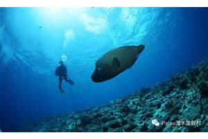 坐擁私人海灘與潛水碼頭 帛琉百悅大飯店打造海島度假與潛水旅遊首選