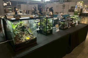 高雄爬蟲專賣店深耕在地 打造讓親子安心入門飼養體驗空間