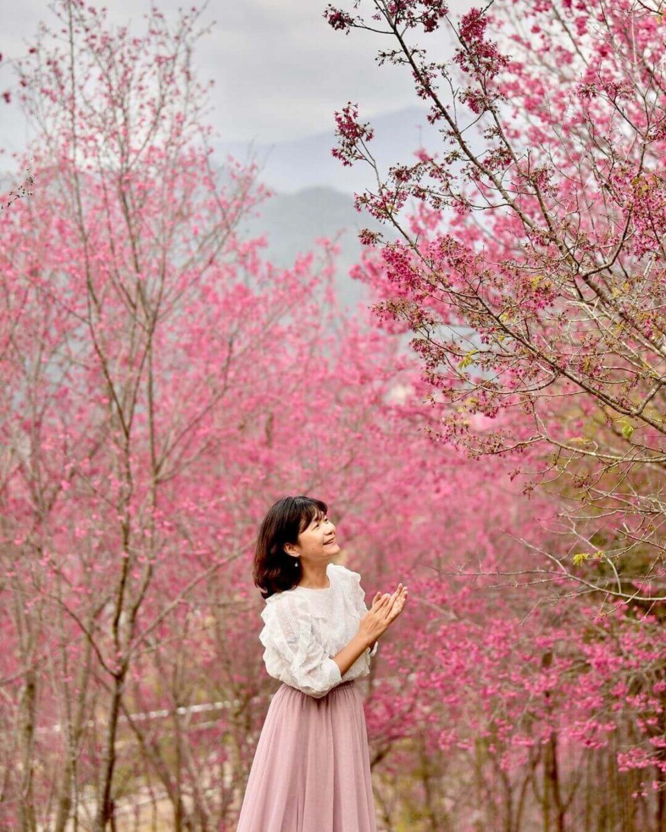 2026全台賞櫻景點｜前進如夢似幻的樂活公園、石壁風景區，見證粉紅爆擊！
