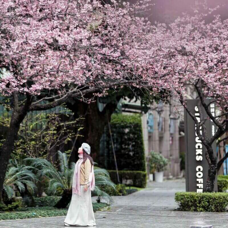 2026全台賞櫻景點｜前進如夢似幻的樂活公園、石壁風景區，見證粉紅爆擊！