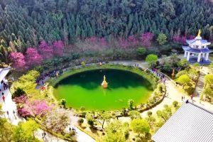 苗栗櫻花景點｜協雲宮、霧社櫻王必去！6個避開人潮苗栗賞櫻秘境