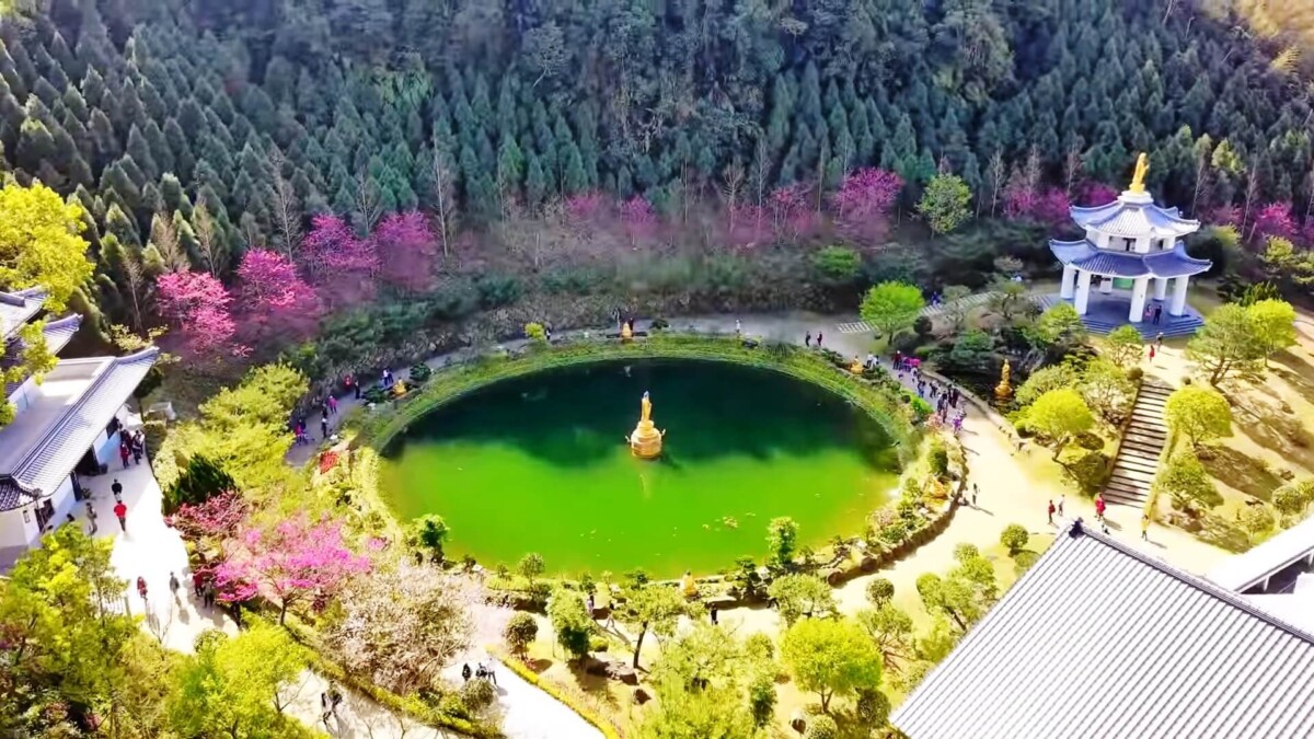 苗栗櫻花景點｜協雲宮、霧社櫻王必去！6個避開人潮苗栗賞櫻秘境