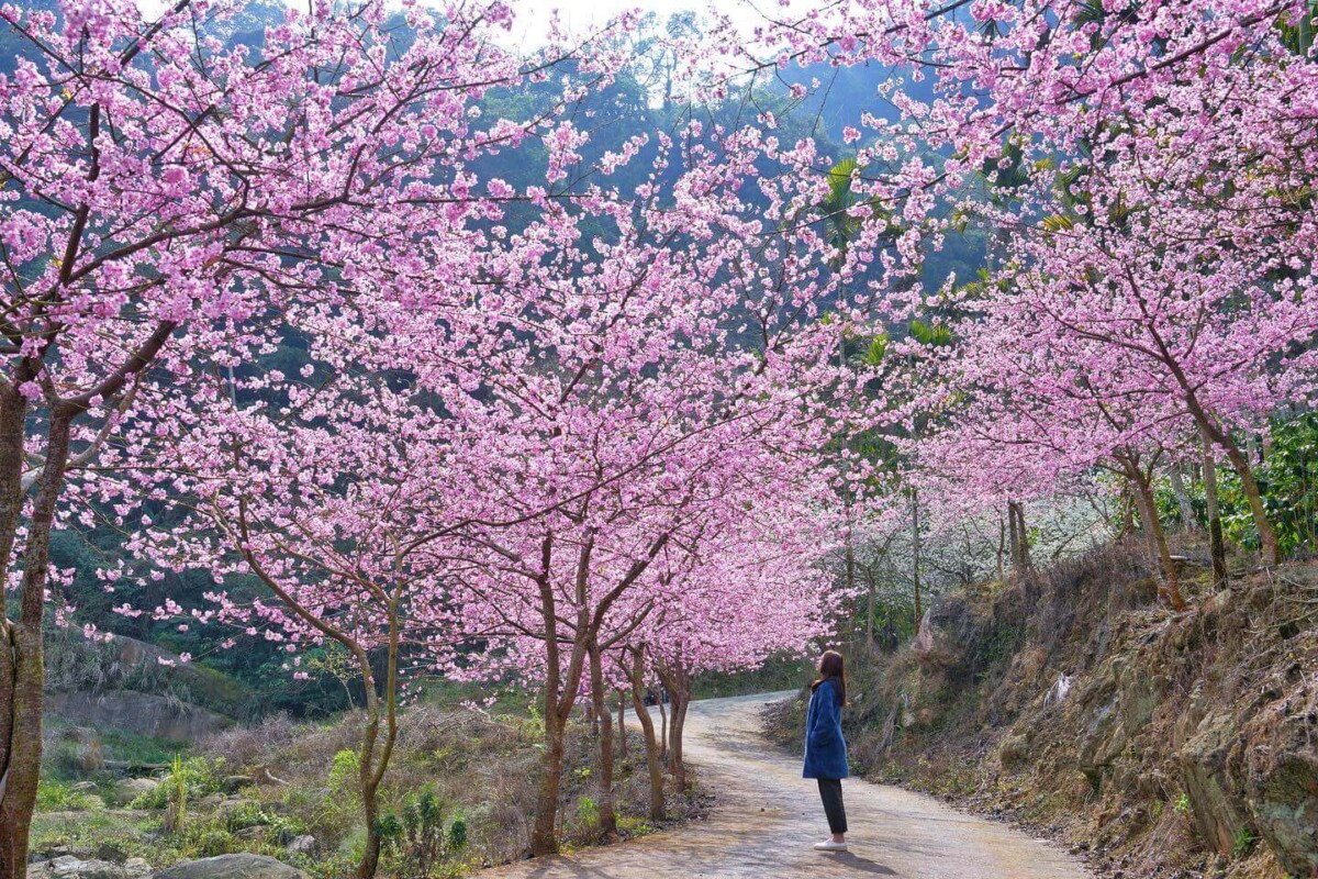 2026全台賞櫻景點｜前進如夢似幻的樂活公園、石壁風景區，見證粉紅爆擊！