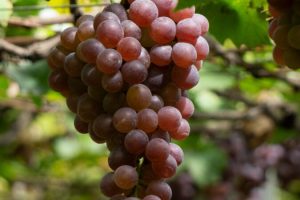 星鏈咖啡導入「時光回溯」概念膠囊 以青春活力管理打造會員生活新標準