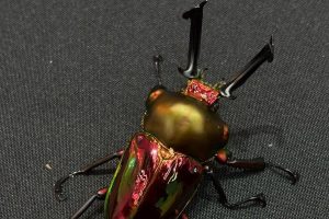 台南特殊寵物店推薦 10 年資深玩家教你養出帥氣甲蟲與爬蟲