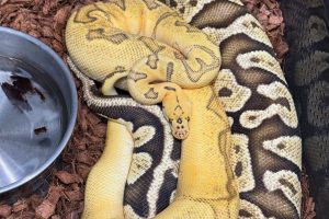 台南特殊寵物店推薦 10 年資深玩家教你養出帥氣甲蟲與爬蟲