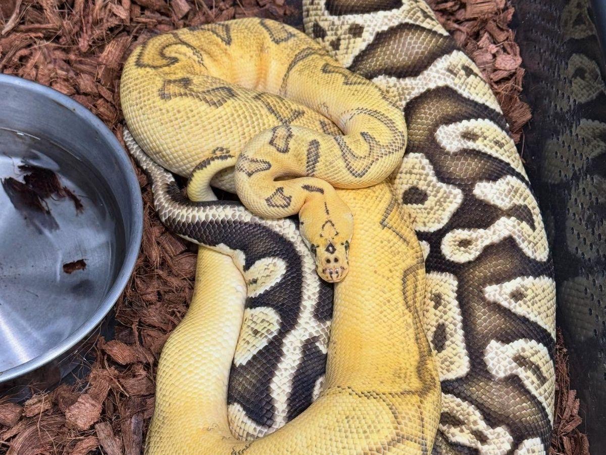 台南特殊寵物店推薦 10 年資深玩家教你養出帥氣甲蟲與爬蟲