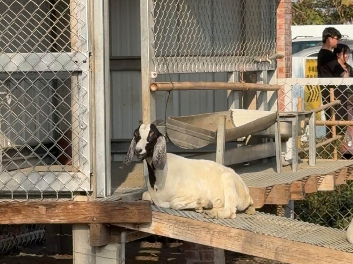 雲林景點｜虎尾「虎珍堂森之院」百年三合院變森林系秘境～地瓜甜點＋小動物互動一次滿足