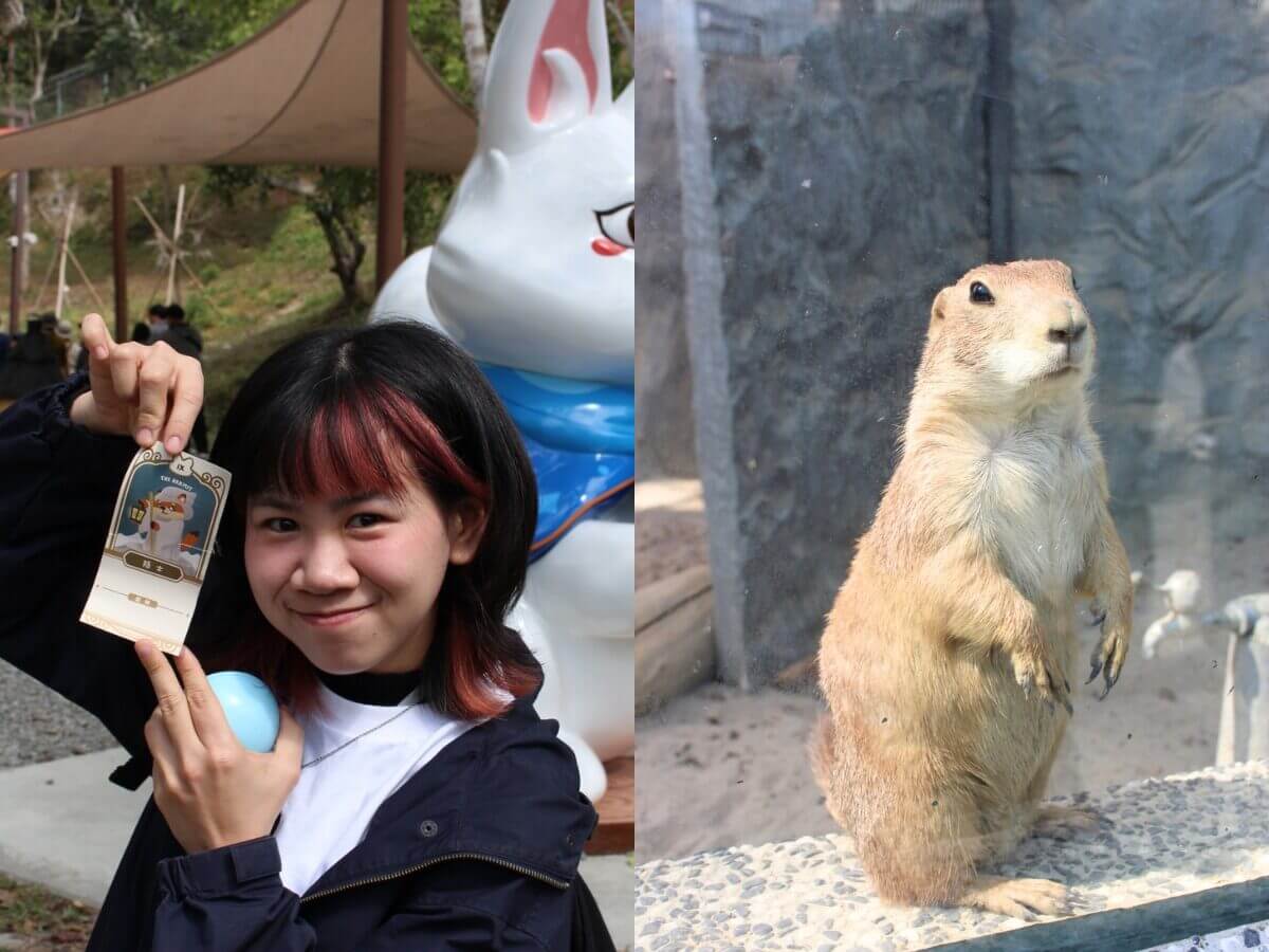 高雄一日遊｜最新親子景點「野森動物學校 」3月正式開放 狐獴互動、狐狸谷、栗翅鷹上手體驗＋內門美食一日遊