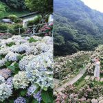 不只陽明山繡球花 不用上山 安森公園也能賞花 全台Top9繡球花景點