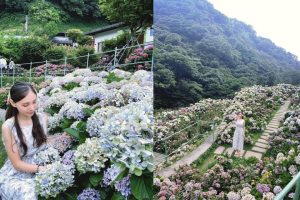 不只陽明山繡球花 不用上山 安森公園也能賞花 全台Top9繡球花景點