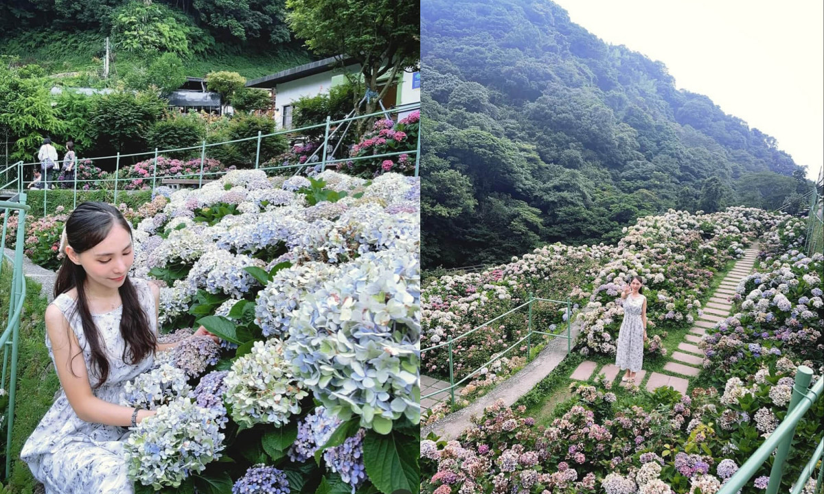 不只陽明山繡球花 不用上山 安森公園也能賞花 全台Top9繡球花景點
