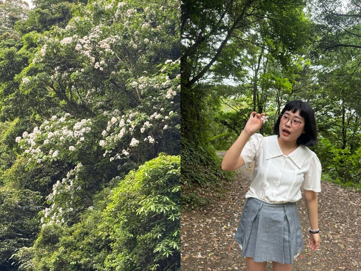 桃園賞桐花一日遊|打卡龍潭限定五月雪!公開被低估的客家老街美食TOP3