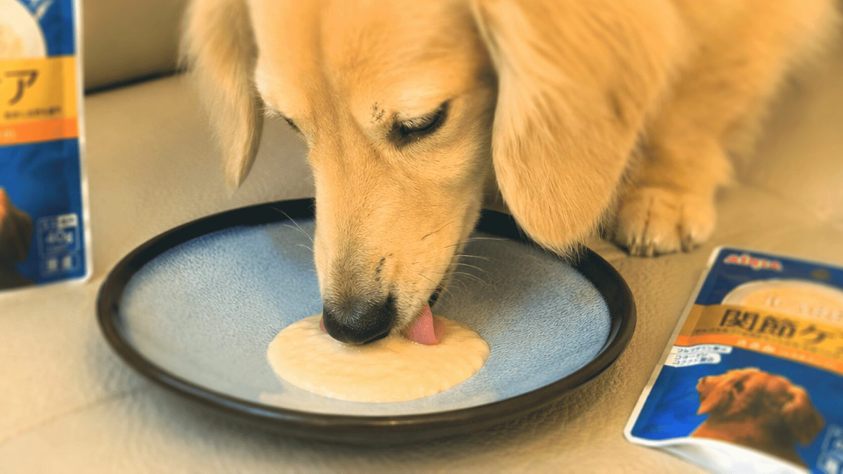 i Care我愛.護理系列給愛犬最深呵護/東盈實業提供