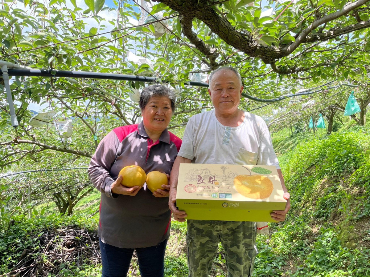 東勢山城日夜溫差明顯,果樹生長環境穩定,也讓在地高接梨保有清甜爽脆的口感特色(圖/Medick Marketing Ltd.提供)