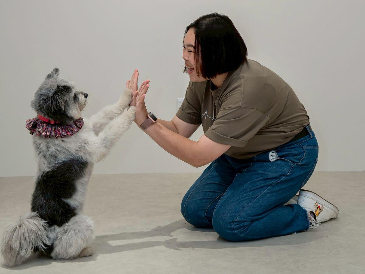 《Amazing Dog 好狗狗》透過正向引導協助狗狗建立生活規矩,也讓新手飼主更清楚理解幼犬社會化與日常訓練重點(圖/Medick Marketing Ltd.提供)