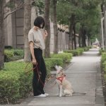 雙北寵物訓練 正向引導協助狗狗建立穩定生活規則