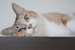 寵物骨灰飾品成告別後寄託 毛髮琉璃珠讓毛孩回憶留在生活中