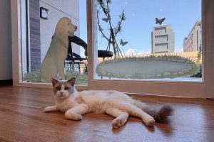桃園觀音咖啡廳結合不限時座位與窗景 輕食甜點與店寵陪伴午後工作、休憩時光