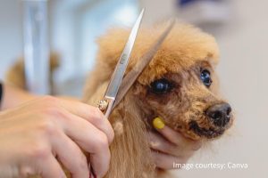 新莊寵物美容累積八年實務經驗 從愛犬命名到一對一照護 打造毛孩安心第二個家