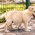 新莊寵物美容累積八年實務經驗 從愛犬命名到一對一照護 打造毛孩安心第二個家