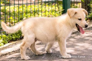 新莊寵物美容累積八年實務經驗 從愛犬命名到一對一照護 打造毛孩安心第二個家
