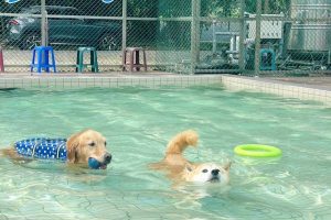 9/9台灣狗狗節 桃園毛孩有得玩！ 30座寵物公園、狗狗游泳、寵物嘉年華接力登場