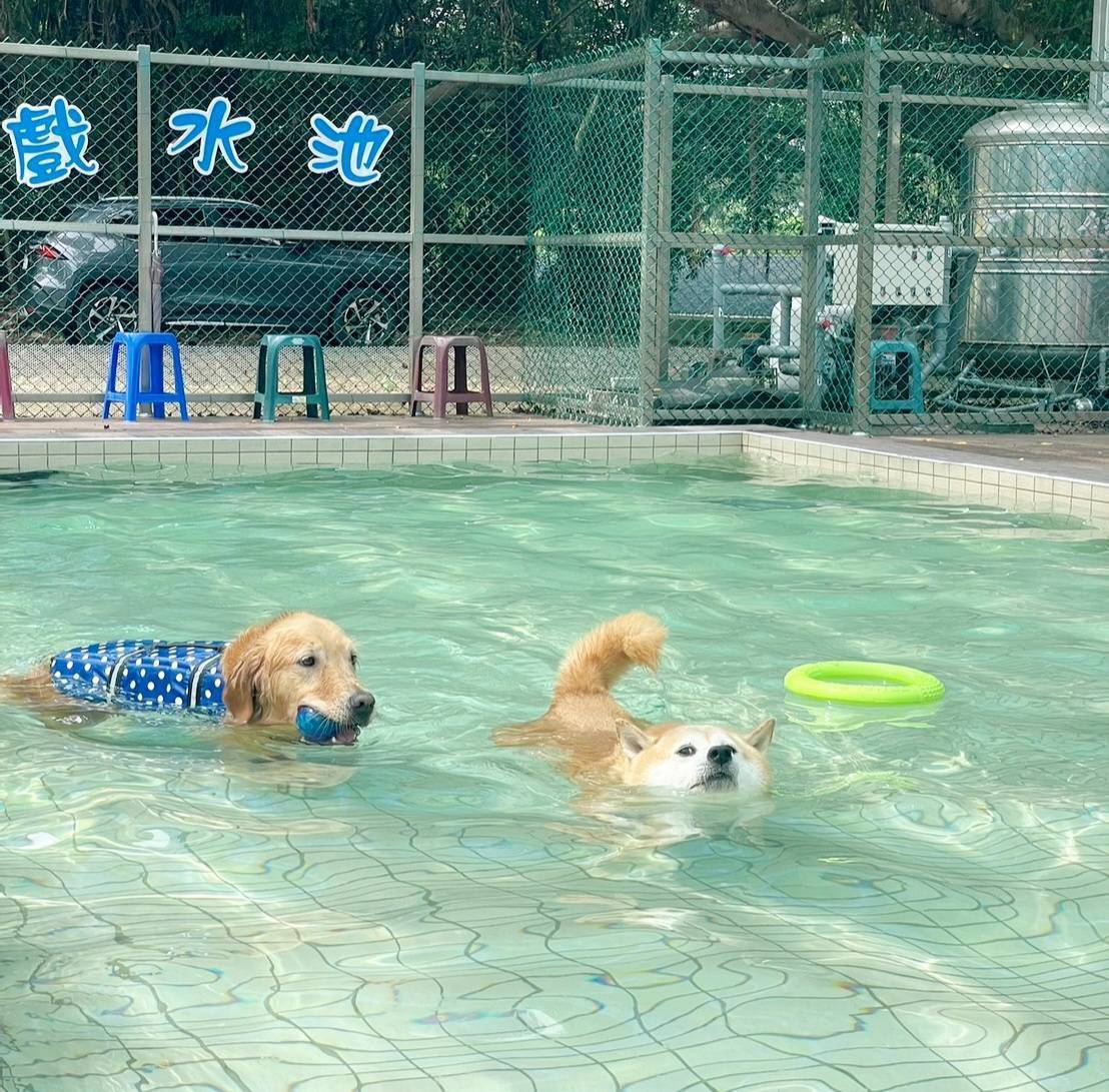 9/9台灣狗狗節 桃園毛孩有得玩！ 30座寵物公園、狗狗游泳、寵物嘉年華接力登場