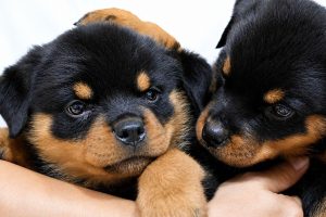 出差旅行狗狗誰照顧 苗栗大型犬住宿從活動空間到入住準備都有完整安排