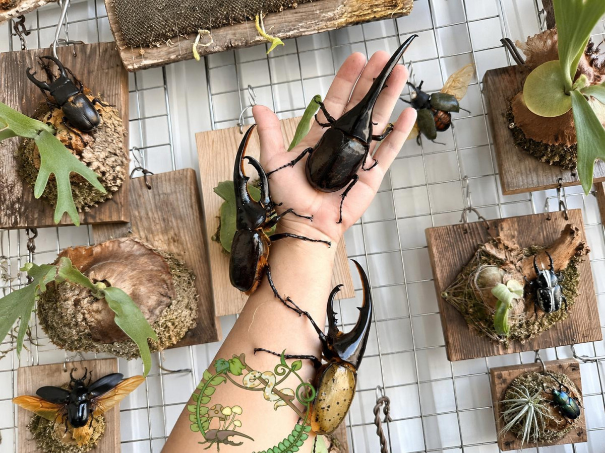 《森牧蟲屋SEN-MU insect house》從個人飼養、市集活動一路發展至實體店面,並持續透過親子與校園活動推廣特寵認識(圖片來源:業者提供,經 ChatGPT 輔助局部修改)